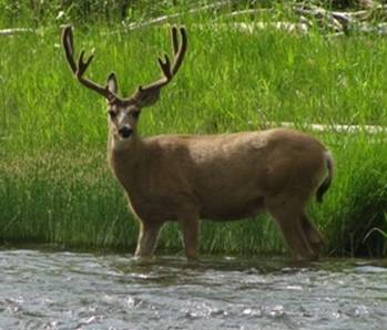 Deer
